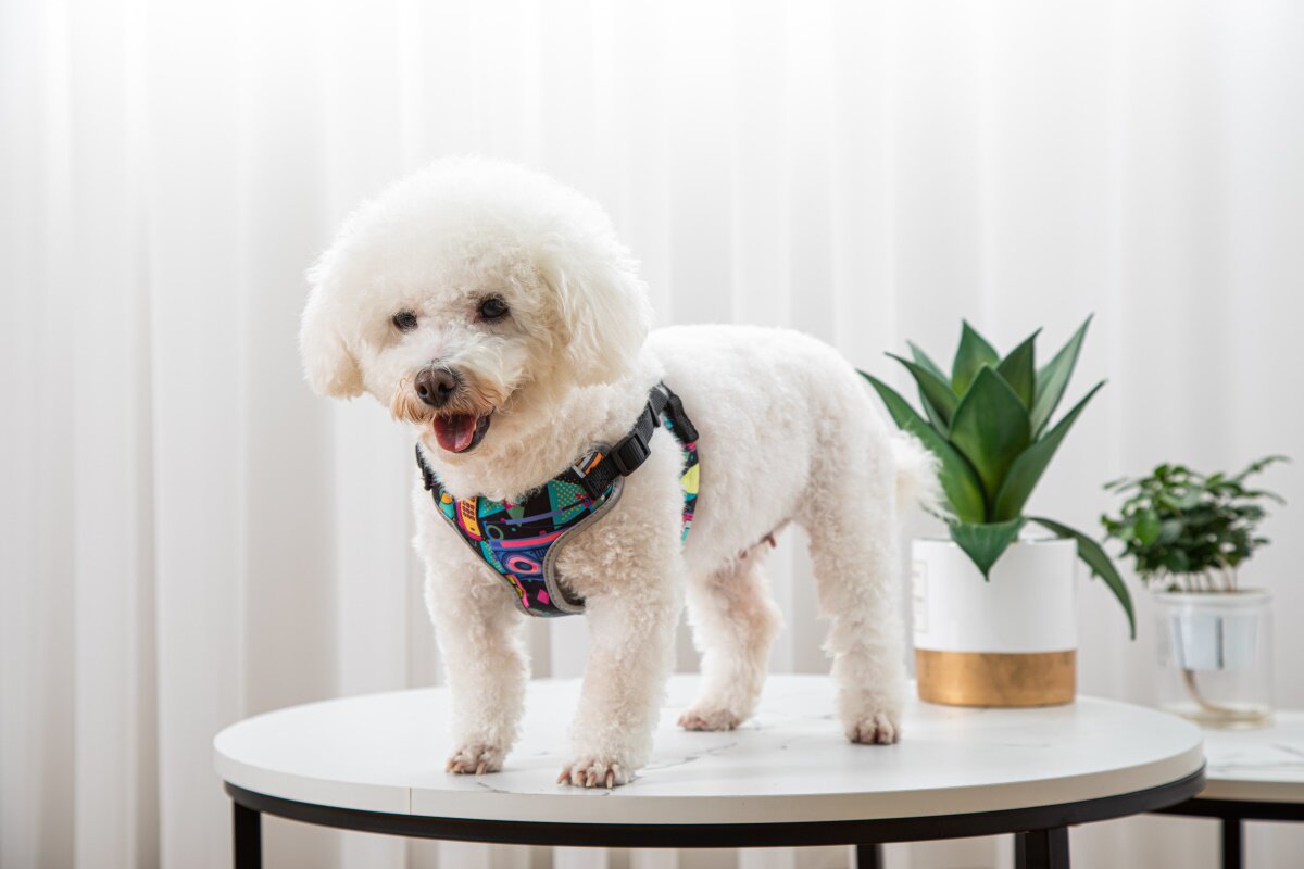 Pet walking harness in alternate color and size