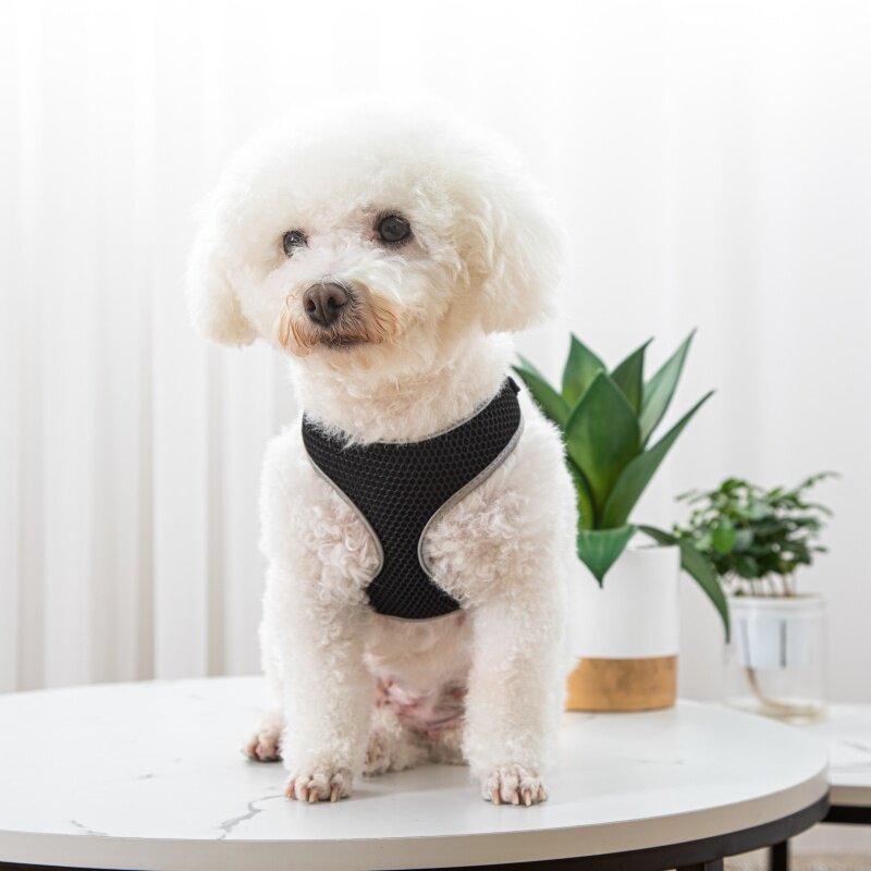 Comfort-fit pet walking harness shown in size and color option