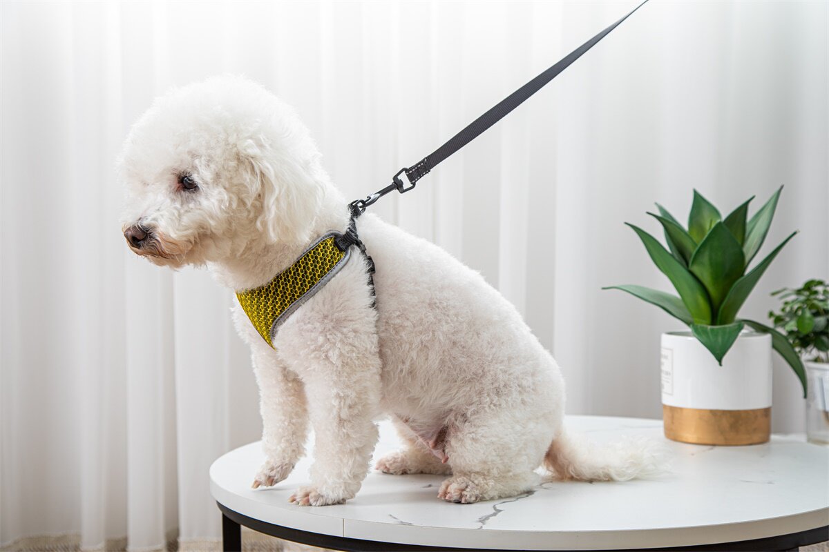 Harness and leash set for cats and small-to-medium dogs